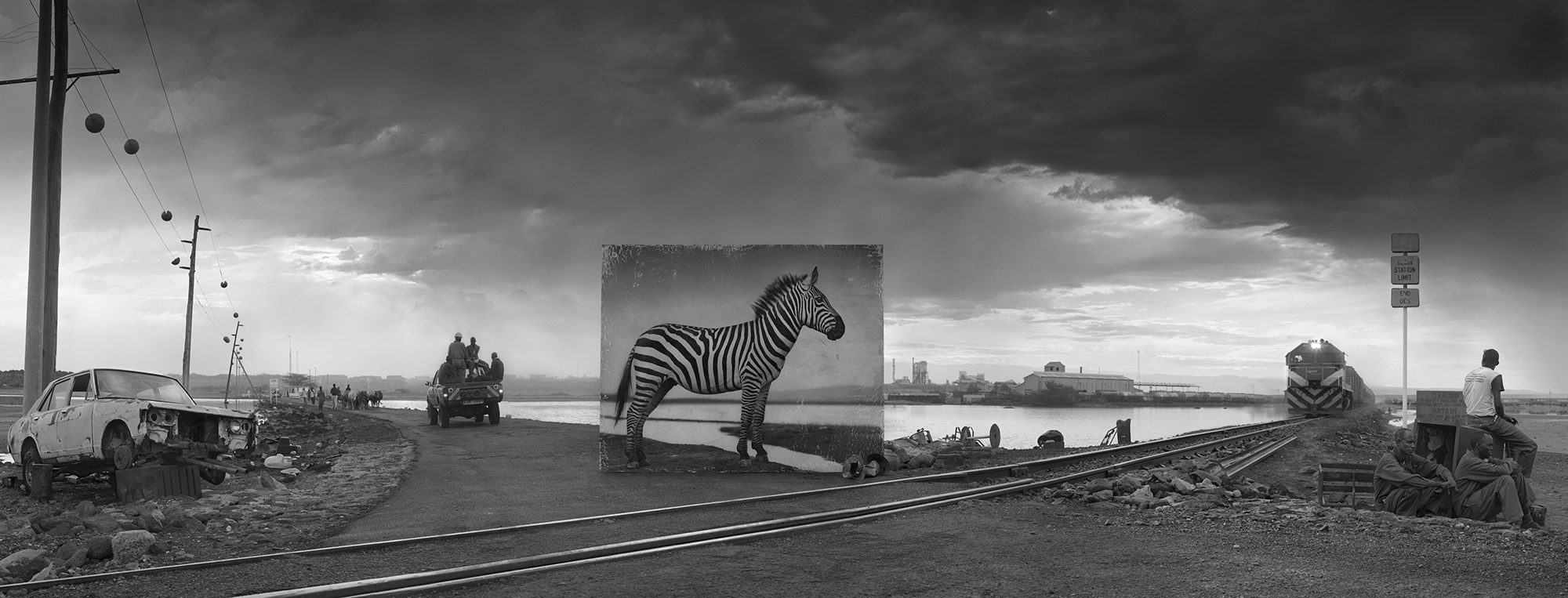 Zebra Zebra